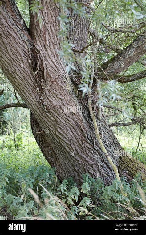 Willow tree england uk hi-res stock photography and images - Alamy