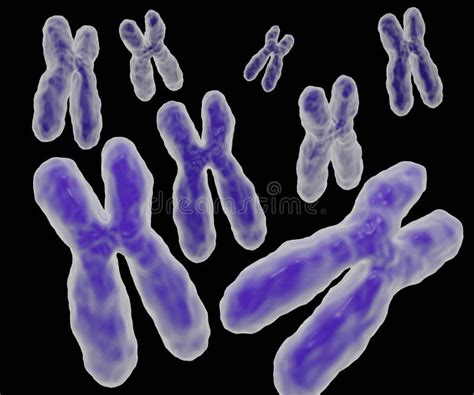 Human Chromosomal Stock Illustrations 124 Human Chromosomal Stock