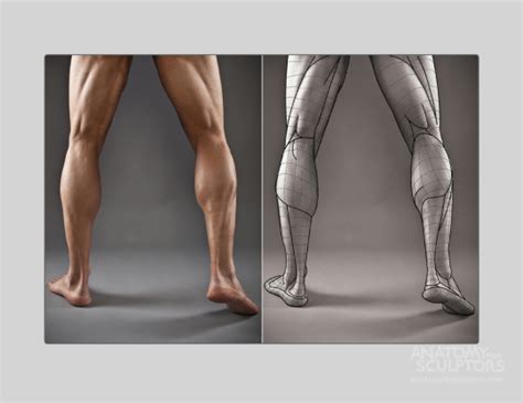 How To Art Anatomy For Artists Leg Anatomy Anatomy