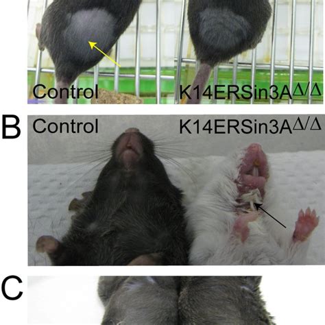 17 Deletion Of Sin3A In Adult Skin Leads To A Severe Phenotype A