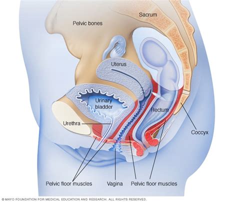 Female Pelvic Area