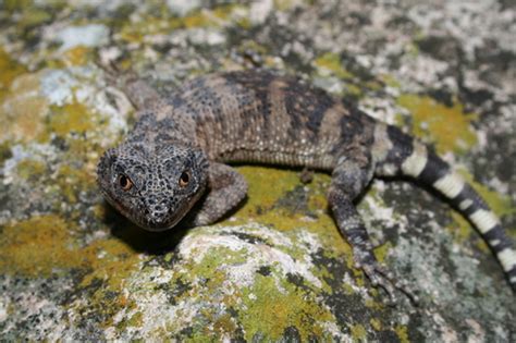 Pallid Knob Scaled Lizard Xenosaurus Rectocollaris INaturalist