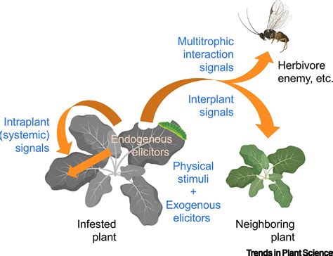 Making Sense Of The Way Plants Sense Herbivores Trends In Plant Science