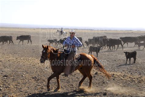 Photo of Cowboys Herding Cattle by Photo Stock Source - cowboys ...