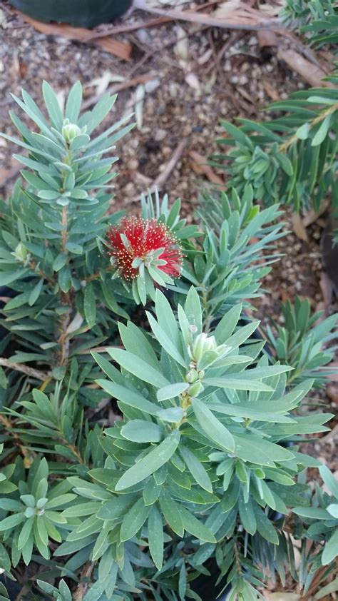 Little John Bottlebrush - Harlow Gardens