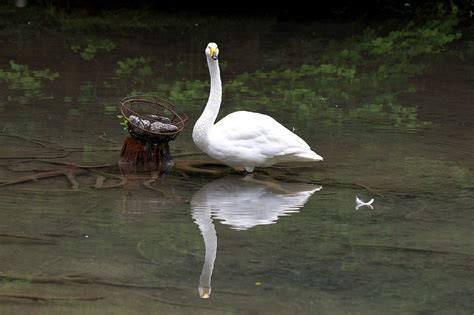 Whooper Swan Cygnus Water Free Photo On Pixabay Pixabay