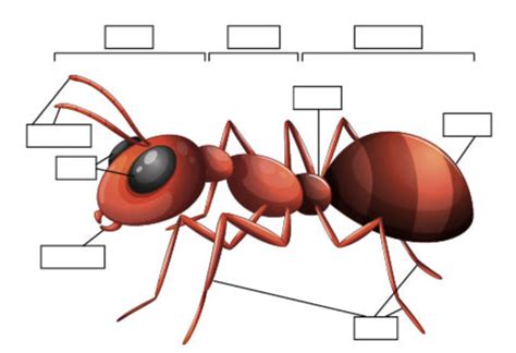 Insect Parts Diagram | Quizlet