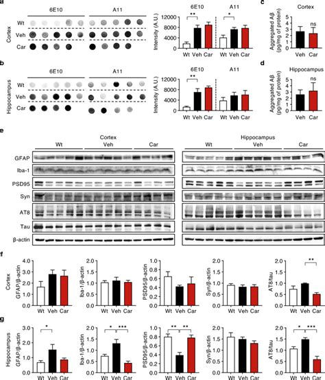 Anti A E Antibody Biolegend Bioz