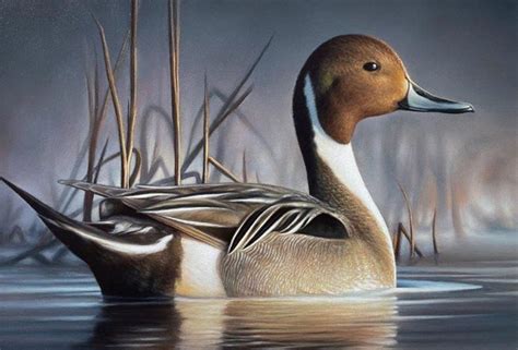 Chuck Black Wins Federal Duck Stamp Art Contest Delta Waterfowl