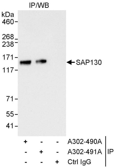 Sap130 Polyclonal Antibody A302 491a T