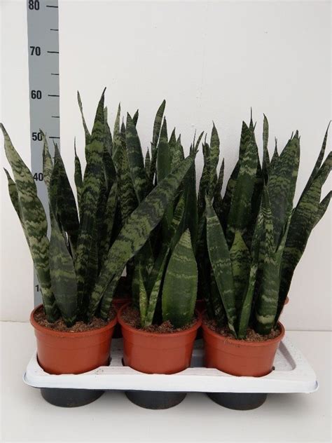 Sansevieria Trifasciata Black Coral Plant Wholesale Floraccess