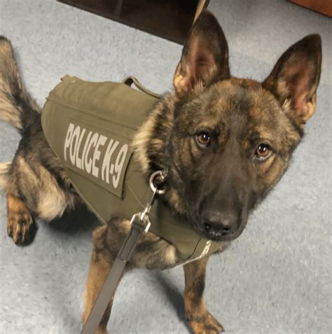 Dexter Pd K9 Officer Knox Receives Body Armor