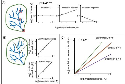 Conceptual Model Of Allometric Scaling Allometric Scaling D Of