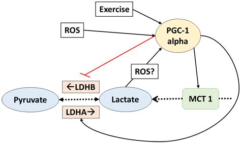 Biology Free Full Text Lactate As A Signaling Molecule That