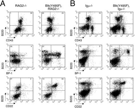 Expression Of Blk Y F Circumvents Developmental Blocks In