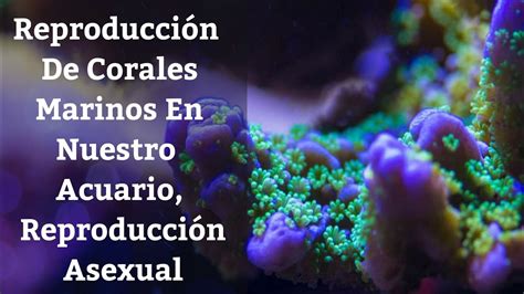 Reproducci N Asexual De Corales En Nuestro Acuario Marino Acuarios