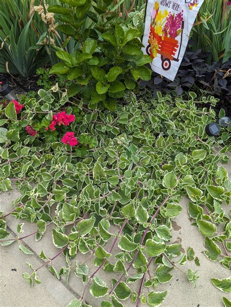 Plantfiles Pictures Plectranthus Indian Borage Spanish Thyme