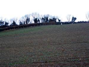 Stubble Turnips Near West Camel Maigheach Gheal Cc By Sa