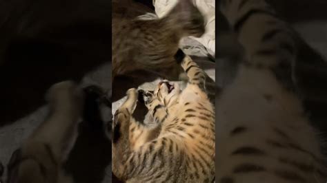 Savannah Jungle Cat Hybrid Kitten Fight Love The Way The Girl Pins Her