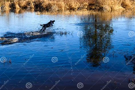 Happy Dogs Playing Chase In A Flooded Field On A Sunny Winter Day In