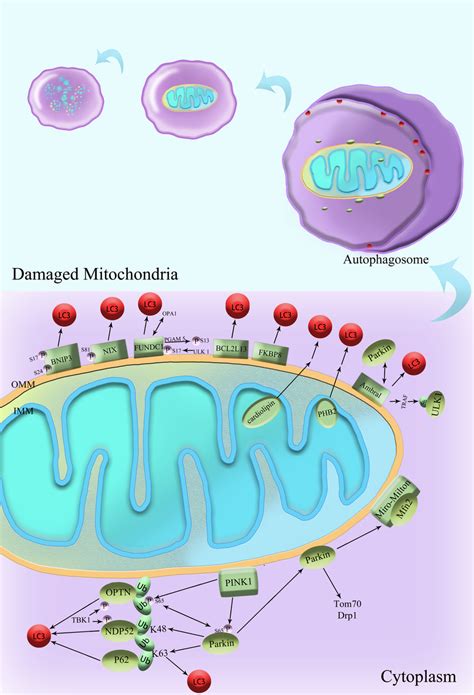 Mechanisms Of Mitophagy In Mammals Some OMM Proteins Such As BNIP3