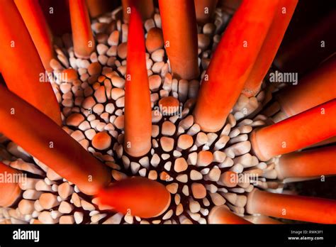 Pencil sea urchin hi-res stock photography and images - Alamy