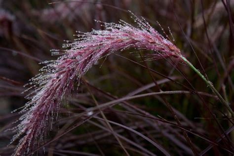 Pennisetum X Advena Eaton Canyon Pennisetum Setaceum Eaton Canyon