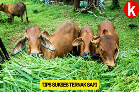 7 Tips Sukses Dalam Ternak Sapi Yang Perlu Kamu Ketahui Bisnis