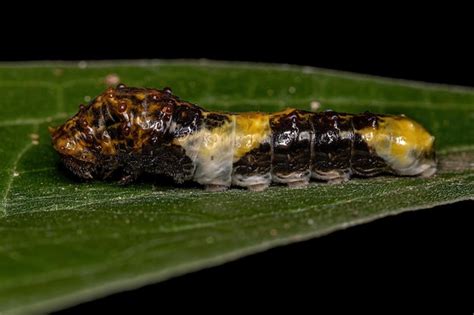 Premium Photo New World Giant Swallowtail Caterpillar Of The Subgenus