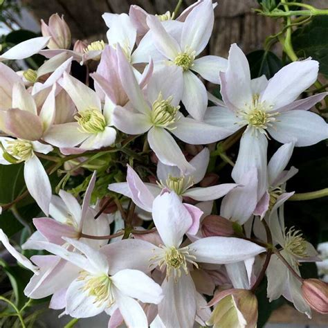 Evergreen Clematis Markeaton Garden Centre