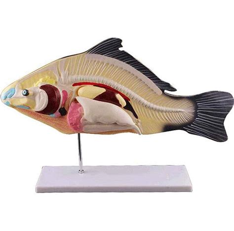 Buy Skeleton Anatomy Model Assembly 3d Fish Dissection Model 3 Part