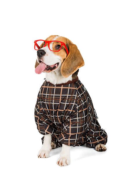 Royalty Free Dog In Suit Pictures Images And Stock Photos Istock