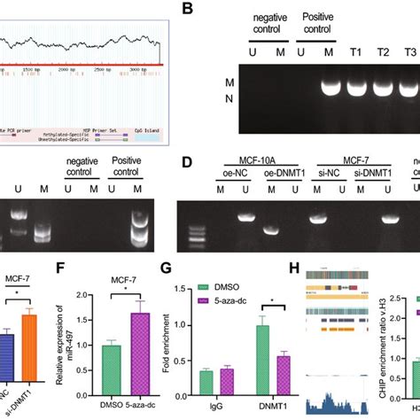 Regulation Of Dnmt On Mir Methylation A The Cpg Island In The