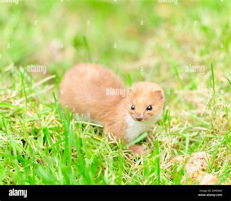 British Weasel Hi Res Stock Photography And Images Alamy