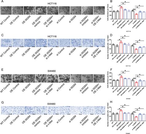 The Role Of Linc Mir A C Met Axis In Crc Cells A B The