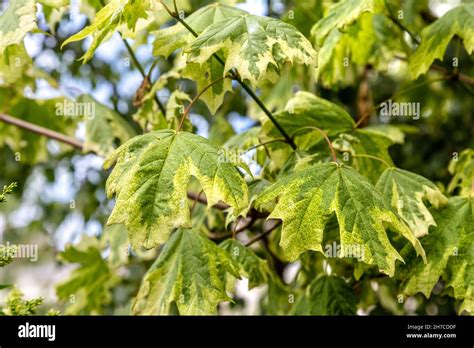 Close Up Of Leaves Of A Variegated Norway Maple Acer Platanoides