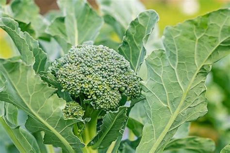 Brassica Oleracea Italica Group Broccoli