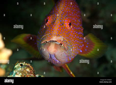 Coral Trout Cephalopholis Miniata Stock Photo Alamy