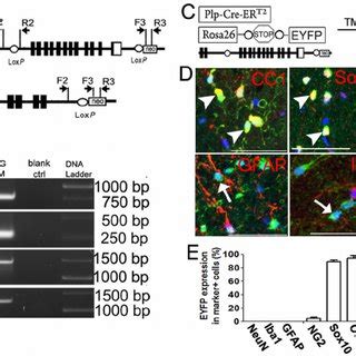 Specificity Of Cre Mediated NR1 Ablation In Oligodendroglial Lineage