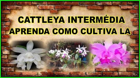 A CATTLEYA INTERMÉDIA APRENDA A PLANTA LA E A CULTIVA LA