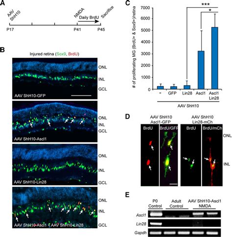 Ascl Dependent Mg Proliferation In The Injured Mouse Retina Is