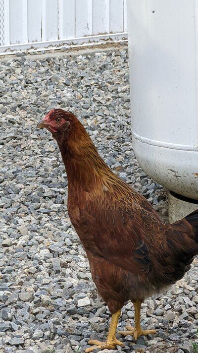 Pearl Star Leghorns BackYard Chickens Learn How To Raise Chickens