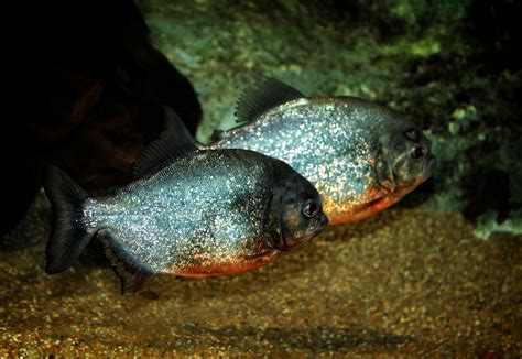 Free Photo Red Bellied Piranhas Tropical Fishes Aggressive Shoal