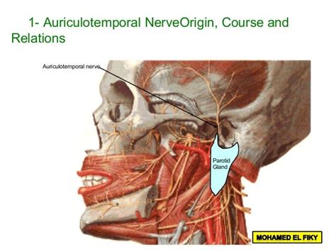 Temporal And Infratemporal Region Part 2