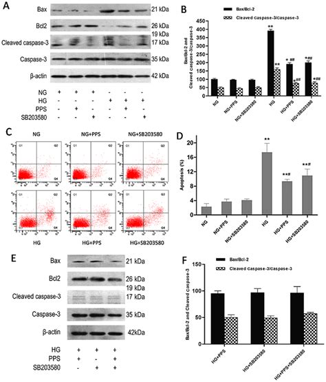 Effect Of Pps Or Sb On Hg Induced Apoptosis In Hk Cells A Hk