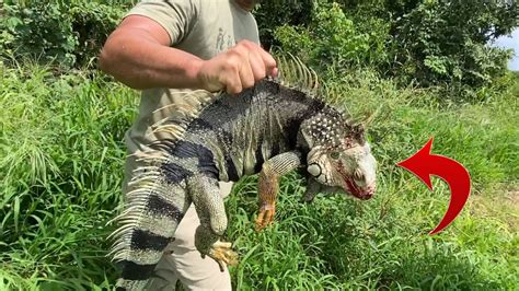 Epic Iguana Hunt In Jungle For Invasive Lesser Antilles Iguana Puerto