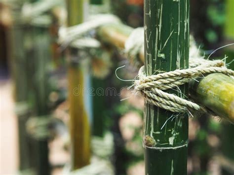 C Rculo Amarrado Da Corda No Polo De Bambu Foto De Stock Imagem De