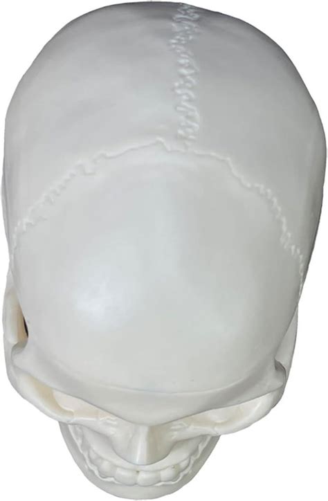 Life Size Human Skull Model 2 Parts Replica Realistic Human Skull With