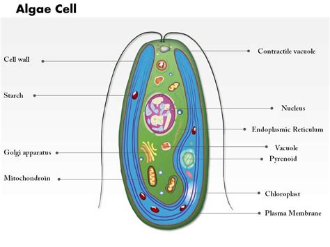 0714 Algae Cell Medical Images For PowerPoint | PowerPoint Design ...