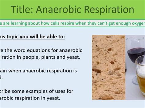 Anaerobic Respiration Lesson Gcse Biology Teaching Resources